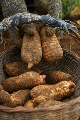 Fresh Harvested Potatoes in Wicker Basket Held by Farmer with Work Gloves