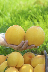 Fresh Yellow Peaches in Hand with Heart-Shaped Arrangement Against Green Natural Background