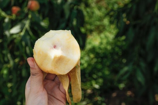 Fresh Yangshan Peach Handpicked from Orchard - Premium White Flesh Fruit from Live Growers
