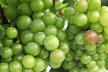 Freshly Harvested Green Grapes from Xinjiang Vineyards with Purple Grape Beginning to Ripen on Vine
