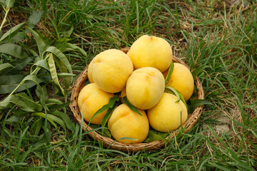 Fresh Yellow Peaches in Basket - Fengxian Jinxiu Variety Fruit Harvest