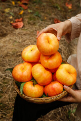 Freshly Harvested Yellow Peaches from Shandong Orchard in Wicker Basket