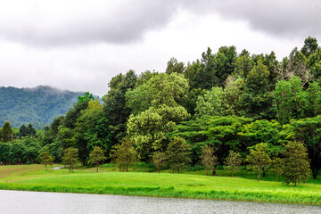 Close-up of natural atmosphere background of green rice fields, various grasslands next to mountains and natural streams flowing through. The beauty of Chiang Rai countryside.