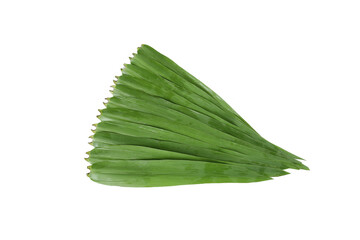 Traditional Green Banana Leaves for Rice Dumpling Wrapping and Asian Festival Cooking © Nguyen