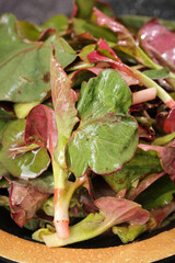 Fresh Wild Fritillary Leaves from Hubei Province - Seasonal Tender Vegetables Freshly Dug