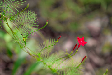 Delicate five-pointed star flowers among the green vines