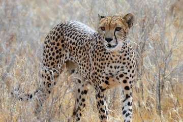 A cheetah is running through the Savannah in Kenya