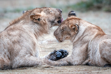 Two young lions, male and female are grooming each other and loving each other in the Savannah in Masai Mara National Park, Kenya.