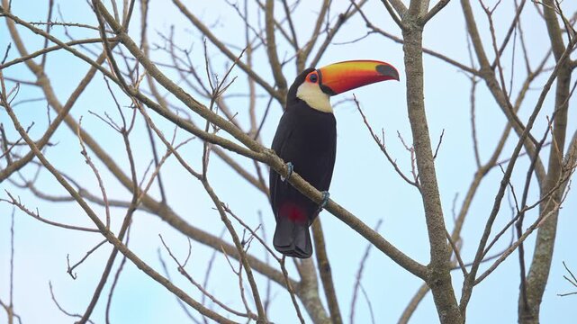 Ramphastos toco