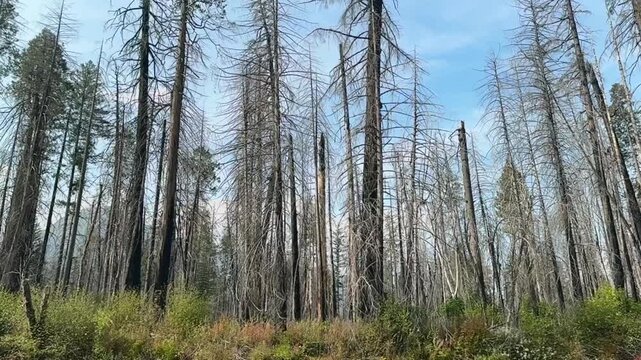 Burned trees from the Holiday Farm Fire along the McKenzie River in Oregon