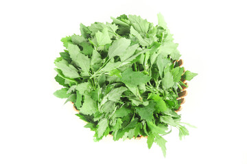 Wild Ashwagandha Shoots in Basket - Fresh Green Herbal Medicine Plant from Gansu China on White Background