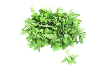 Fresh Ashwagandha Plant Shoots with Green Leaves on White Background - Wild Herb from Gansu