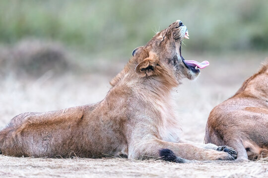Male Lion in Masai Mara National Park - A male lion is yawning after nap in the Savannah in Kenya. - Powered by Adobe