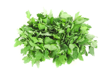 Fresh Ashwagandha Plant Shoots with Tender Green Leaves on White Background from Gansu