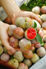 Freshly Picked Plums from Longyan Orchard - Hands Holding Ripe Stone Fruits from Main Production Area