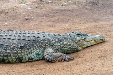 A crocodile is laying out of water on a dirt road in Kenya.