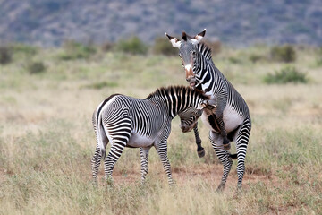 Two zebra playing and fighting in the Kenyan wild.