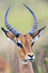 Close up of male impala with beautiful horns