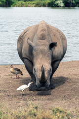 Rhinoceros in Kenya walking and taking naps in Savannah in Masai Mara National Park near a lake.