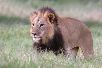 Male Lion in Masai Mara National Park - A male lion is resting in the Savannah in Kenya.
