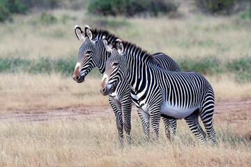 Two zebra standing watch in the Kenyan wild in Nairobi National Park.