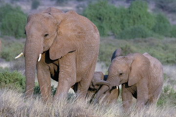 Fototapeta premium A baby elephant is walking in the Savannah with its mother in Kenya. They are in the Masai Mara National Park.