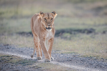 A female lion is walking in Masai Mara National Park in Kenya.