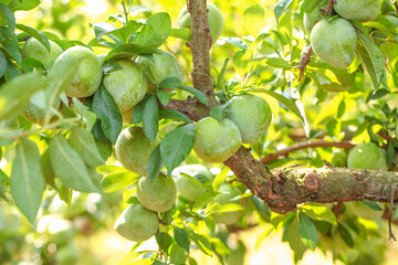 Fresh Green Plums Growing on Tree Branch in Sunny Garden Orchard - Unripe Stone Fruit Ready for Harvest
