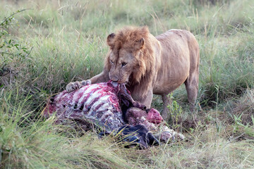 A lion is eating a days old wildebeest. Ribs and meat showing on wildebeest. Male lion with large mane.