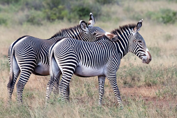 Two zebra playing and fighting in the Kenyan wild.