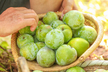Fresh Green Plums in Wicker Basket - Organic Fruit Harvest from Fujian Orchard