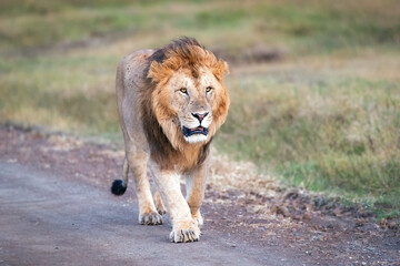 Male Lion in Masai Mara National Park - A male lion is resting in the Savannah in Kenya. © kcapaldo