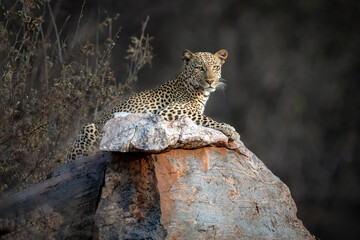 A leopard is sitting on a rock in Samburu National Park, Kenya.