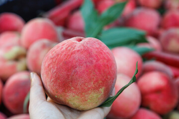 Fresh Ripe Peach Being Hand Picked from Orchard Harvest with Crystal Clear Detail