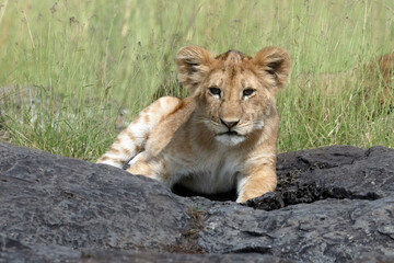 Cute lion cubs in the Savannah in Masai Mara National Park, Kenya