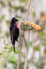 A scarlet chested sunbird is feeding on a thistle flower in Masai Mara National Park Kenya