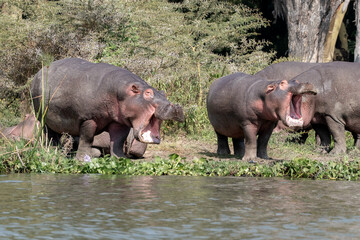 A baby hippopotamus and it's mother near a lake. They are yawning after waking from a nap.
