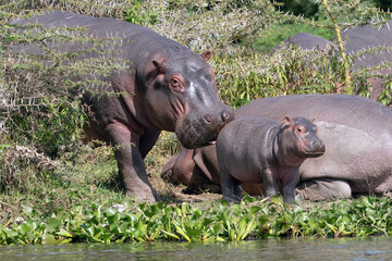 A baby hippopotamus and it's mother near a lake.
