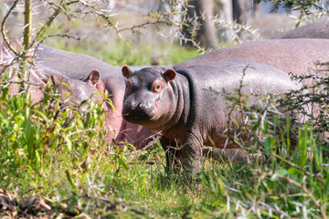 A baby hippopotamus and it's mother near a lake.