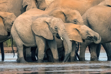 A group of elephants is drinking water from a river in Samburu National Park Kenya. Young and old elephants, showing several generations.