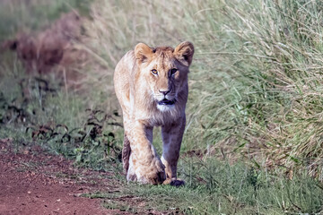 A female lion cub walking down dirt road in Kenya
