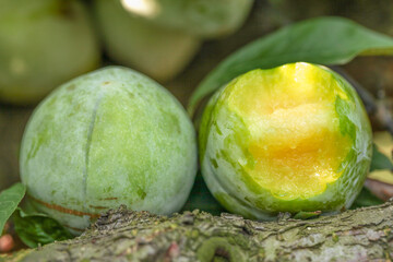 Freshly Picked Citrus Fruits from Fujian Orchard with Cut Open Lime Showing Yellow Flesh on Wooden Surface