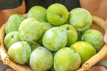 Freshly Picked Green Plums from Fujian Orchards Stacked in Wicker Basket
