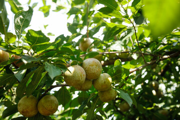 Fresh Plums Growing on Tree in Fujian Garden - Ripe Yellow Fruits Among Green Leaves