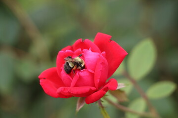 A bumblebee enjoying a red rose