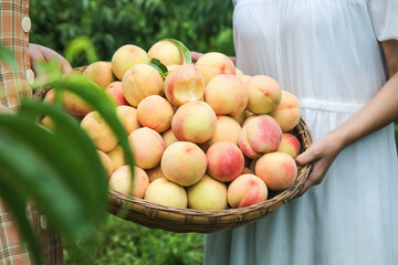 Fresh Peaches in Basket - Organic Fruit Harvest by Local Growers