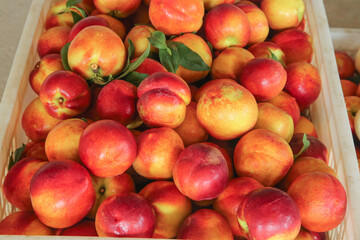 Fresh Nectarines and Peaches from Shaanxi China Orchard Harvest in Wooden Crates