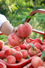 Freshly Picked Sweet Peaches in Hand from Orchard Harvest Basket