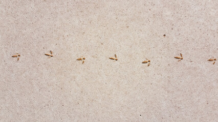 
This close-up image capture emu footprints pressed into a light-colored, textured surface of a salt lake in the Northern Territory, Australia.