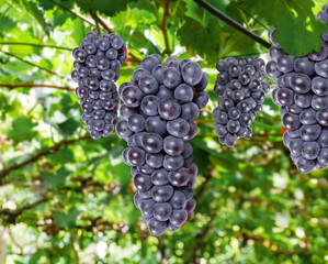 Fresh Purple Grapes Hanging on Vine with Green Leaves in Vineyard Ready for Wine Harvest
